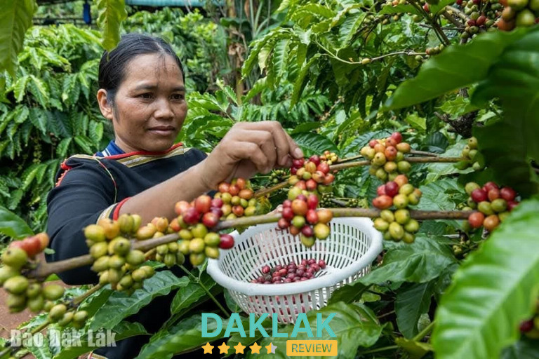 Cà phê, rừng núi Tây Nguyên