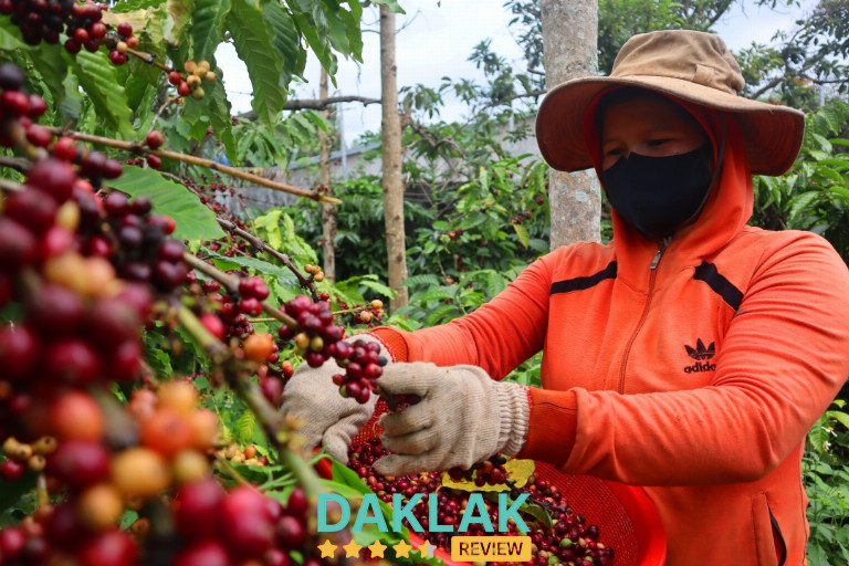 Người làm rẫy cà phê – Chân dung của một đời gắn bó với đất