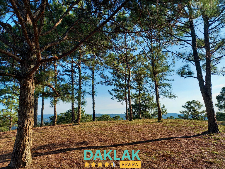 Đồi thông Hòa Đông – mùi thông, nắng vàng và không khí Đà Lạt phiên bản Đắk Lắk